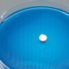 Agar Corer Lab Tool Agar Petri Dish with blue agar and a cored section of white mycelium