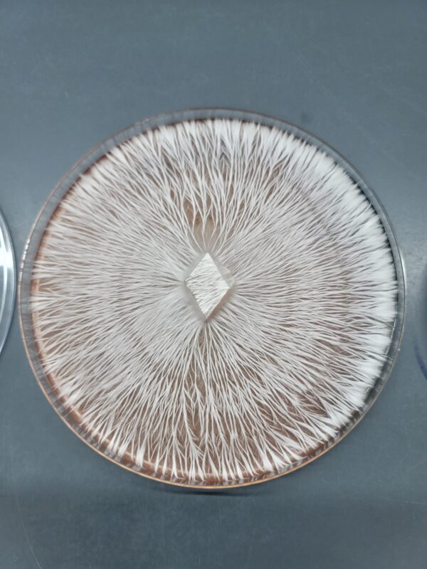 a Petri dish with ropey mycelium