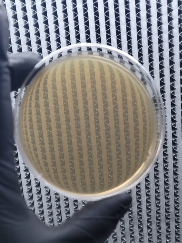 Organic Gelidium Agar Agar Petri Dish