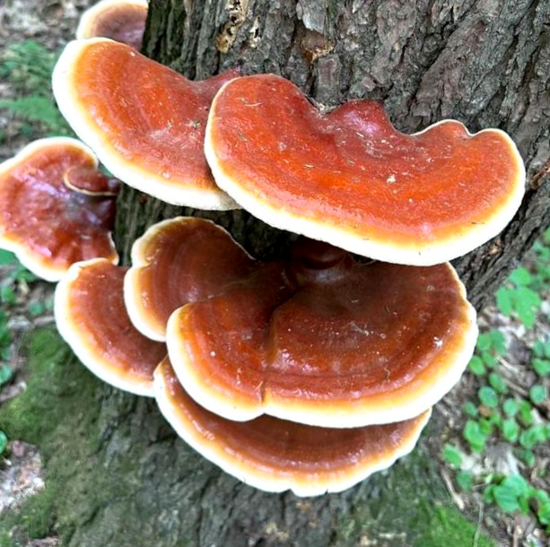 Reishi mushroom the mushroom of immortality growing on a tree in an old growth forest. Found by our team in 2023