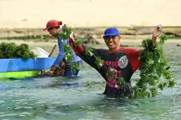 A man holding a line covered in seaweed in the Bali, a seaweed farm in bali