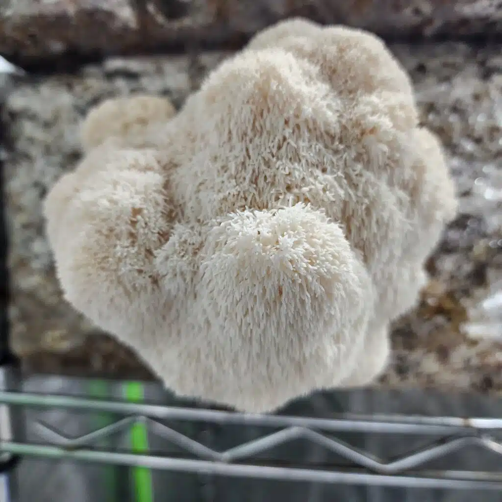 How to Grow Lion's Mane Mushrooms at Home: A Mycologist's Guide 3 Lion's mane mushroom growing from an opening cut in a sawdust fruiting block