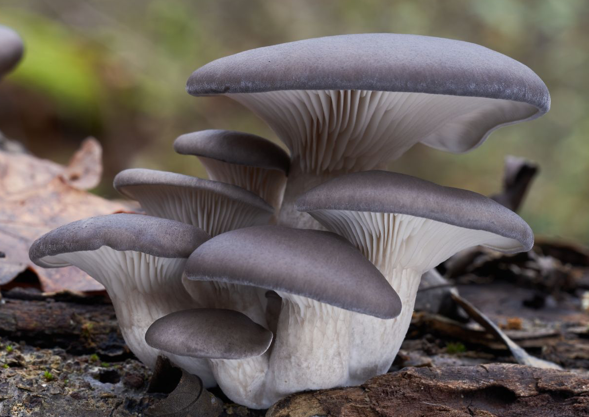 Blue Oyster Mushrooms growing on wood in a forest