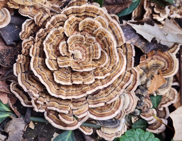 Turkey Tail - Liquid Culture