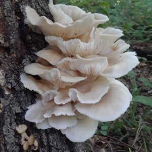 Phoenix Oyster Mushroom Liquid Culture. Beautiful fanned out flush of oyster mushrooms in the wild