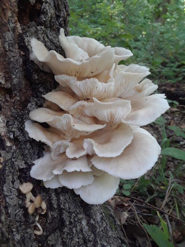 Phoenix Oyster Mushroom Liquid Culture. Beautiful fanned out flush of oyster mushrooms in the wild