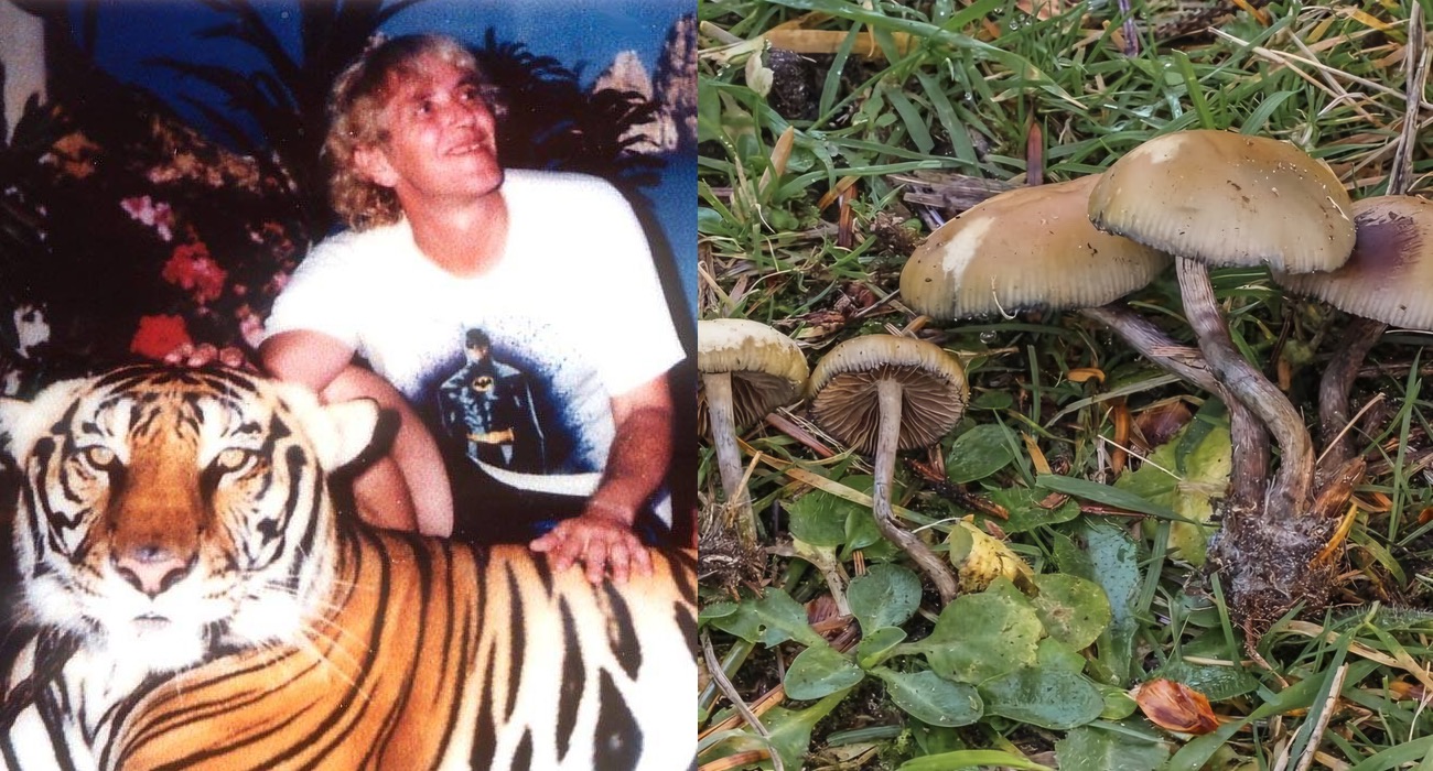 John Allen in the 1980's with a tiger and the mushroom Psilocybe Allenii that was named in his honor displayed on the right.