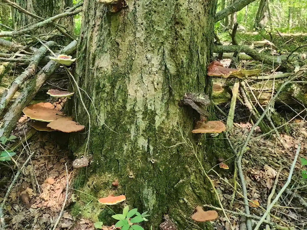 Ganoderma Mushrooms: The Medicinal Mushroom with a Global Legacy 3 Wild Ganoderma tsugae fruiting from hemlock wood in a forest setting
