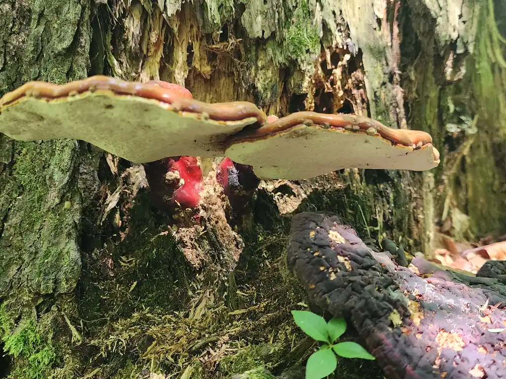 Ganoderma Mushrooms: The Medicinal Mushroom with a Global Legacy 2 Hemlock Reishi, Ganoderma tsugae, growing from a fallen hemlock tree in the woods