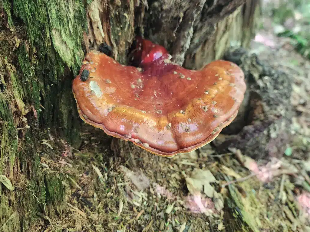 Ganoderma Mushrooms: The Medicinal Mushroom with a Global Legacy 1 A mature Ganoderma tsugae fruiting from hemlock wood, showing the lacquered cap surface typical of many reishi-like species.