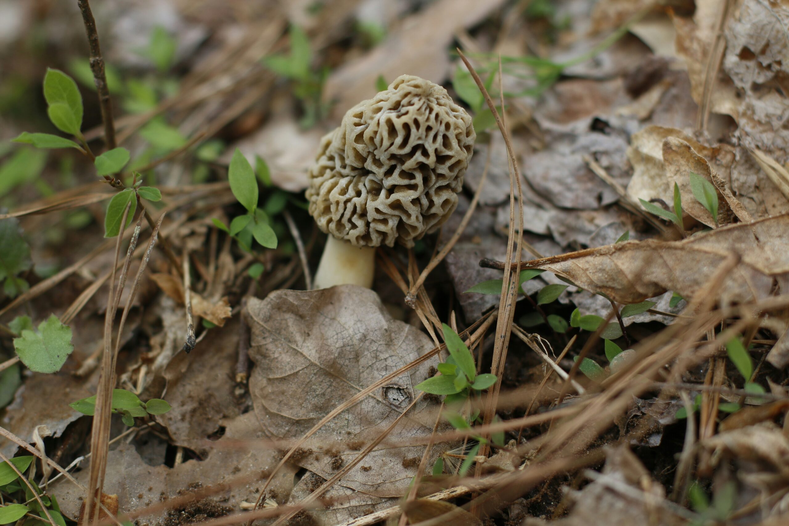 morel mushroom hunting success