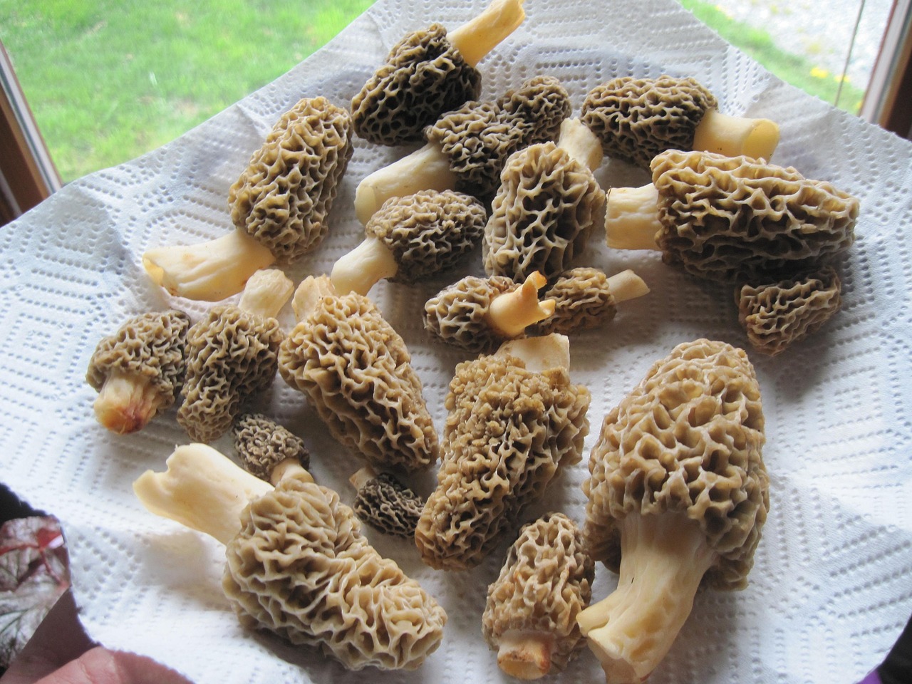 morel mushroom hunting haul