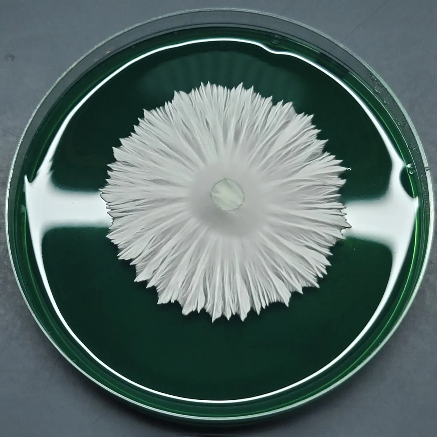 Mycelium growing on a Petri dish, white and crisp rhizomorphic mycelium growing on Bas Mycology Agar. Using Agar Premix