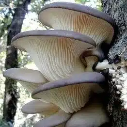 Blue-Oyster-Mushroom growing on a tree