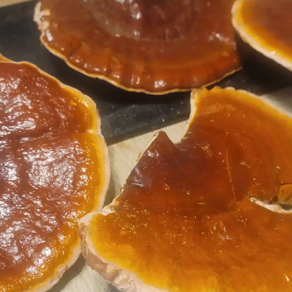 Ganoderma Tsuge Reishi growing on tree in old growth forest