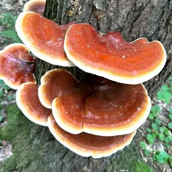 Ganoderma Tsuge Reishi growing on tree in old growth forest