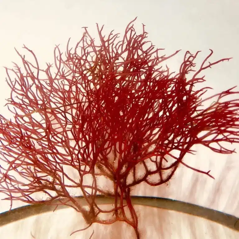 Gracilaria-Seaweed