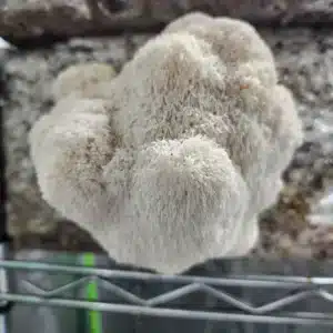 Cultivating Lions mane fruiting on a wood block grown indoors