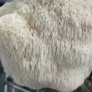 Lions Mane Mushroom Liquid Culture
