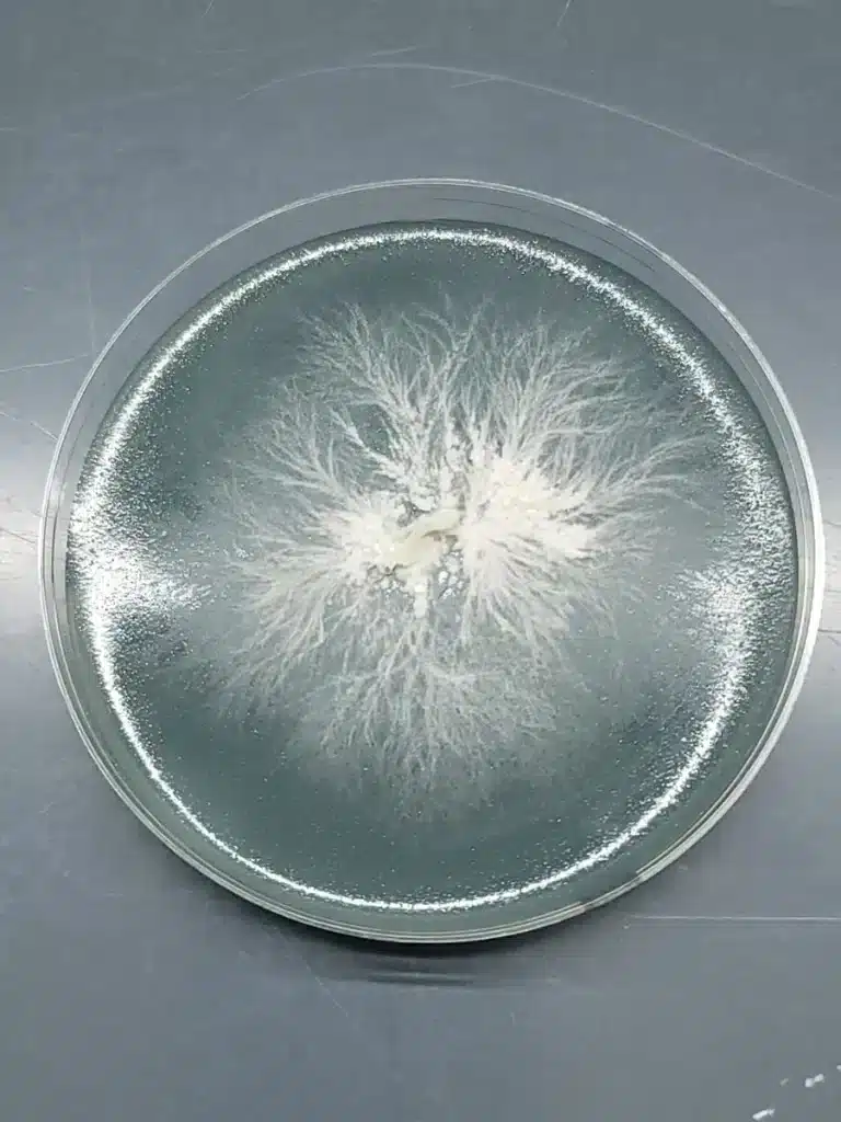 How to Grow Lion's Mane Mushrooms at Home: A Mycologist's Guide 2 Lion's mane mycelium growing on an agar culture plate