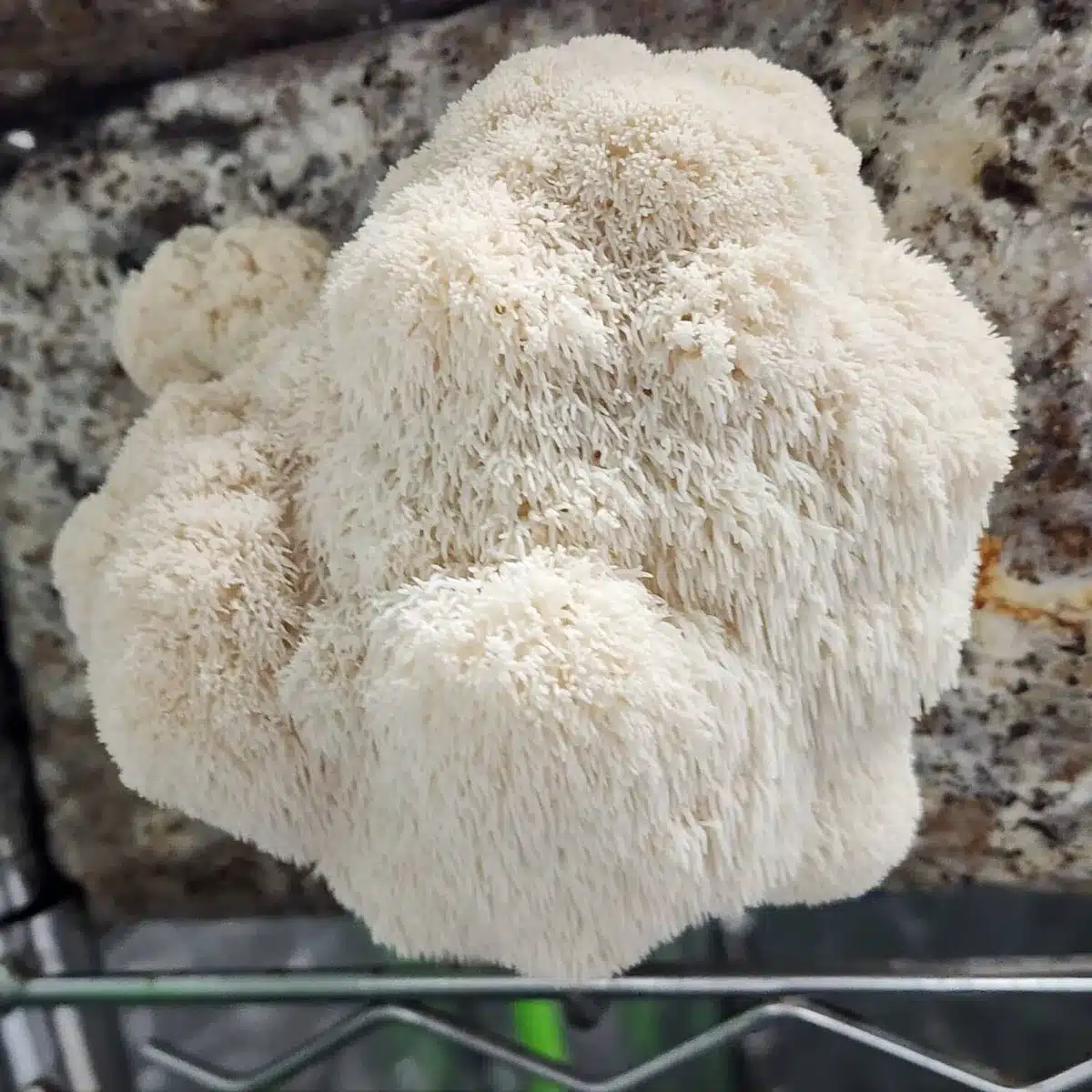 Cultivating Lions mane fruiting on a wood block grown indoors