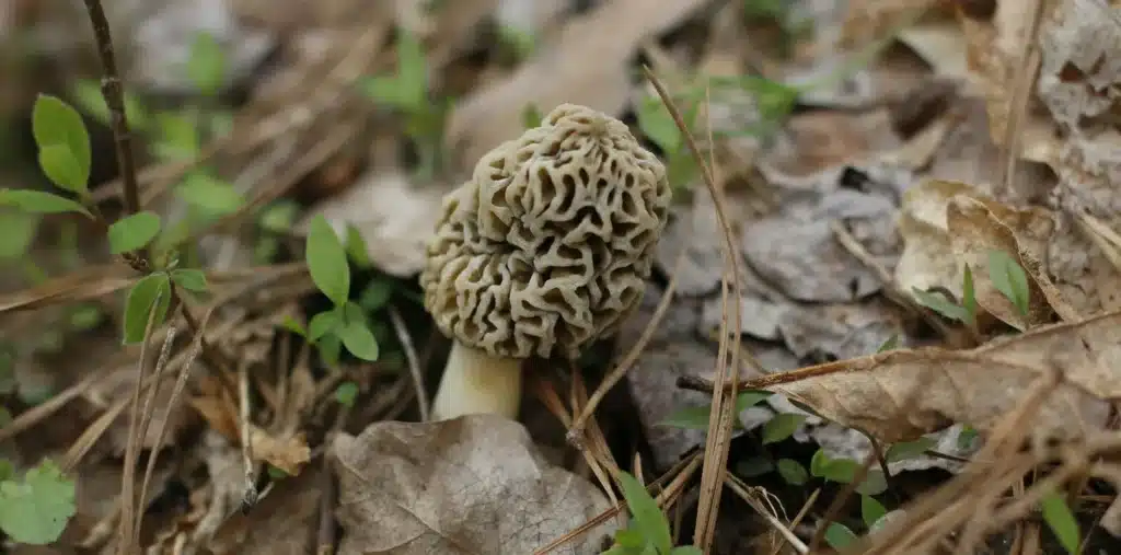 Morel Banner