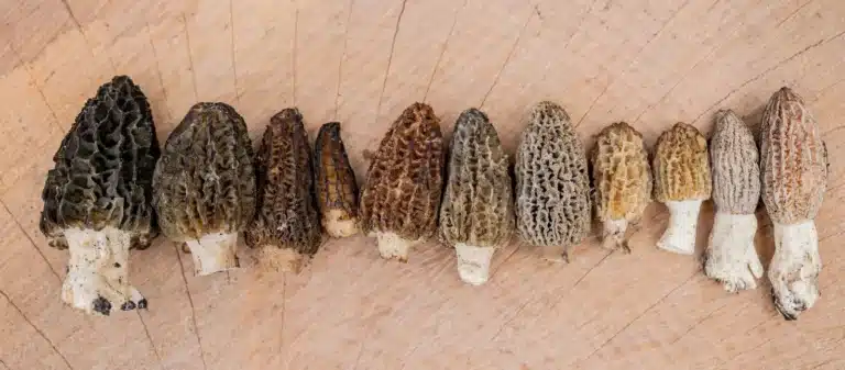 Morel Mushroom, harvest after a forage with Morels lined up