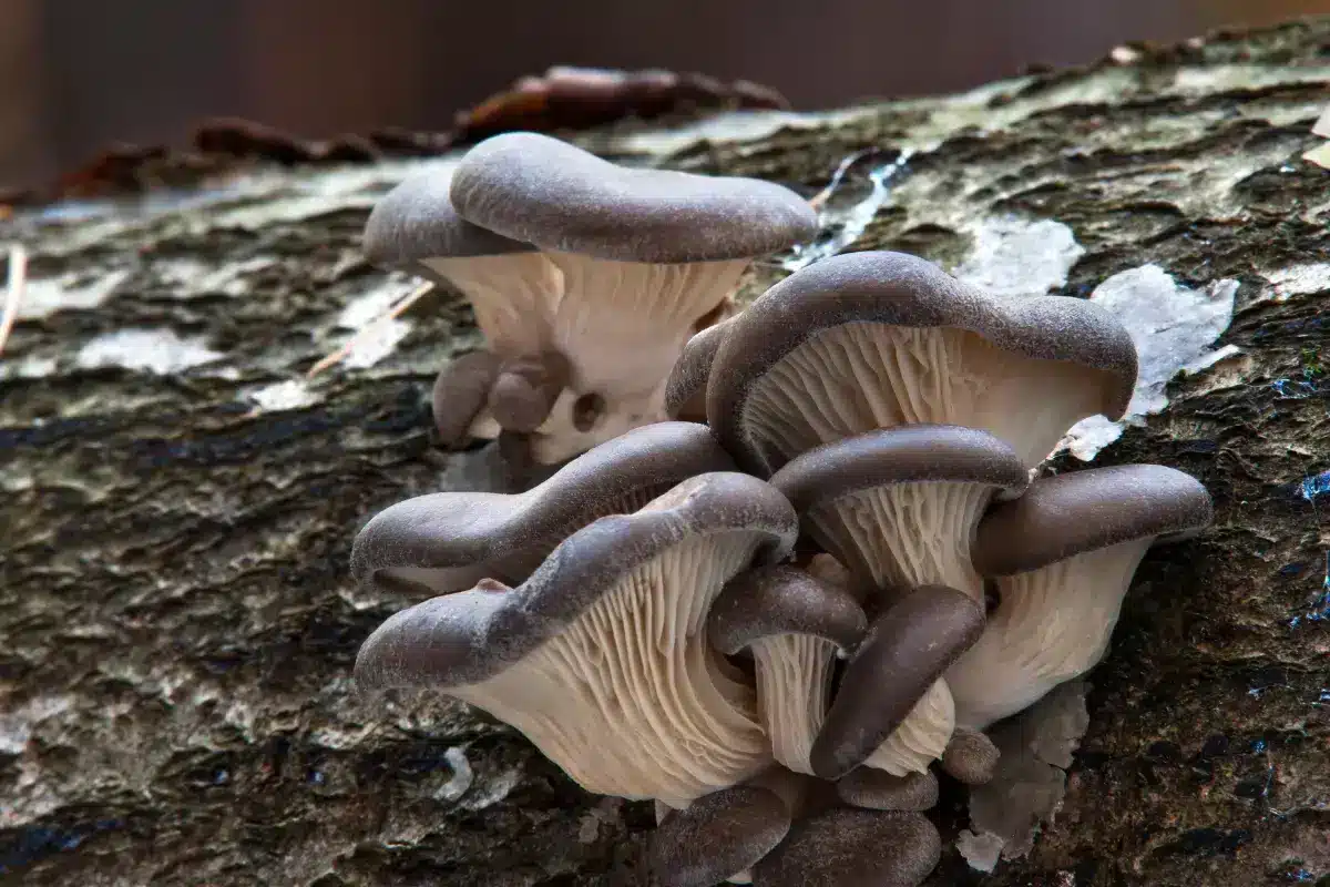 Oyster Mushroom growing on tree