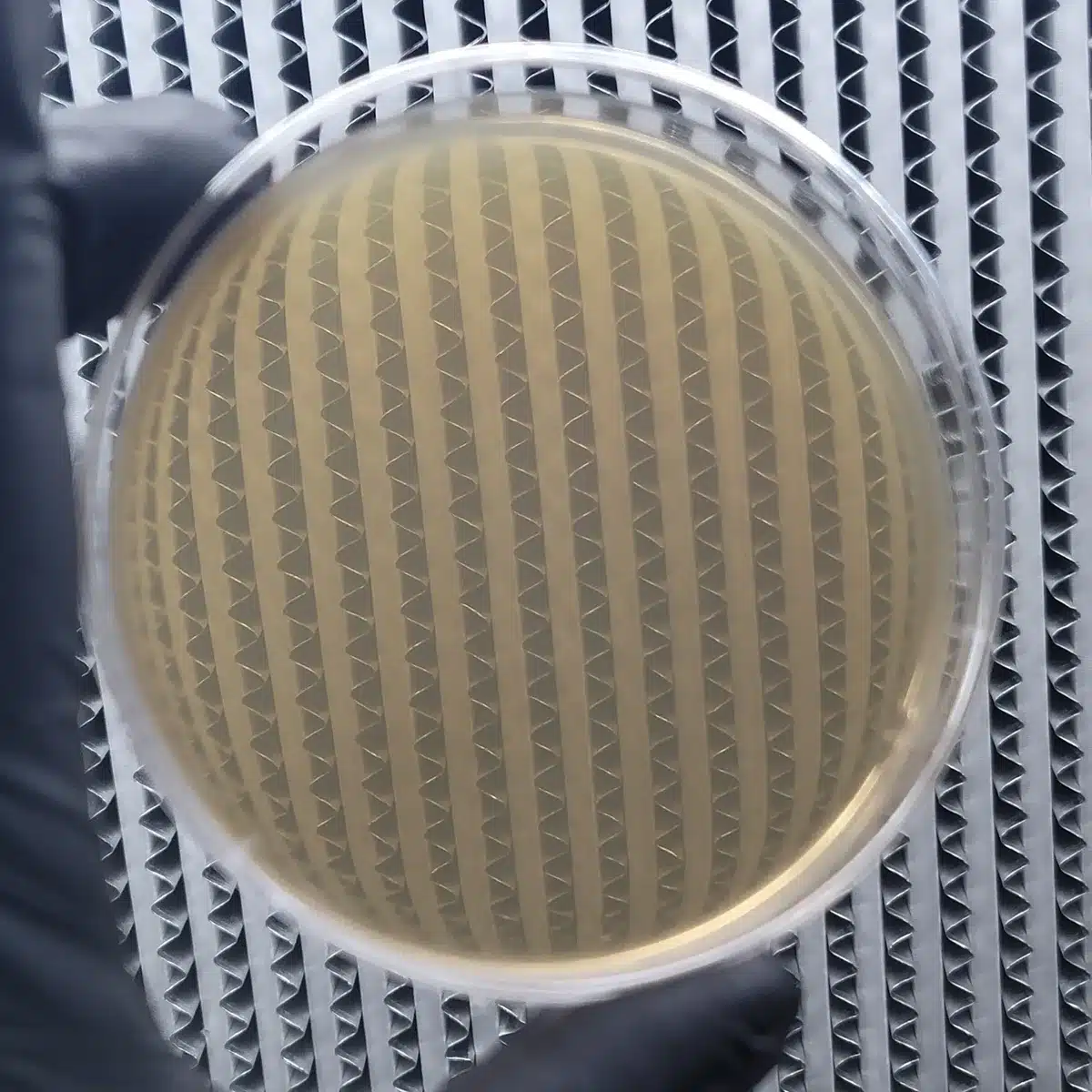 See through Petri Dish tested for Clarity