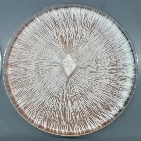 Agar Alchemy - Image 2