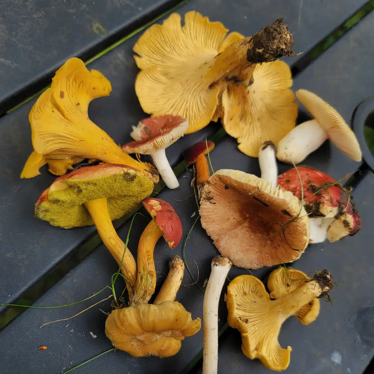 Shop By Species Collage of chanterelles and bolete mushrooms