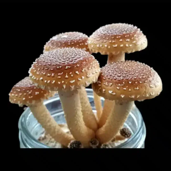 Chestnut Mushroom Liquid Culture - Image 2