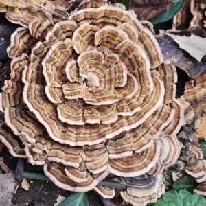 Turkey Tail Mushroom Liquid Culture