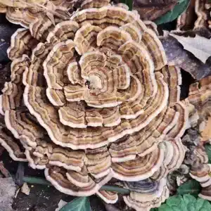 Turkey Tail Mushrooms growing on a log outside