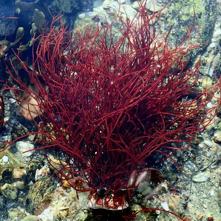 gracilaria-seaweed-morocco