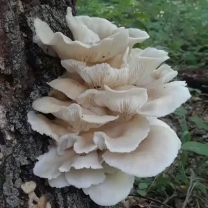 Phoenix Oyster Mushroom Liquid Culture