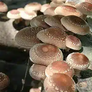 Shiitake Mushroom Liquid Culture