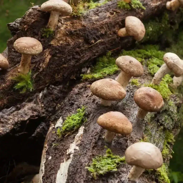 Shiitake Mushroom Liquid Culture - Image 2