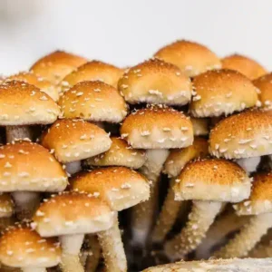 Chestnut Mushroom Liquid Culture