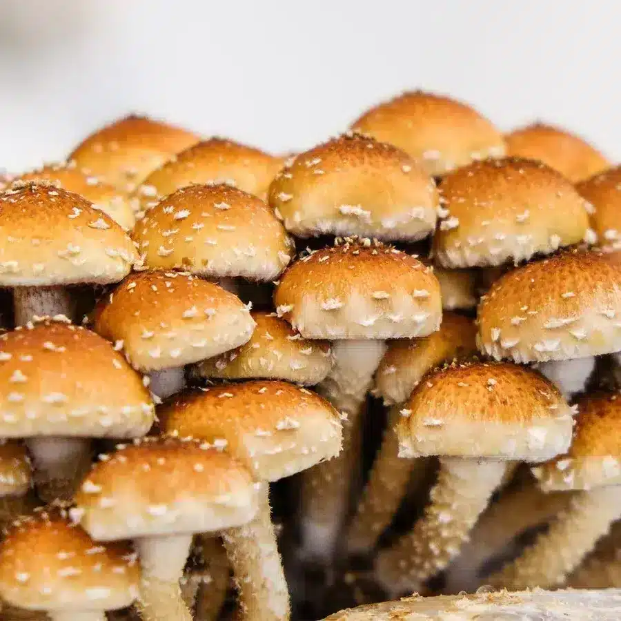 Chest Nut Mushroom growing out of a cultivation mushroom substrate block.